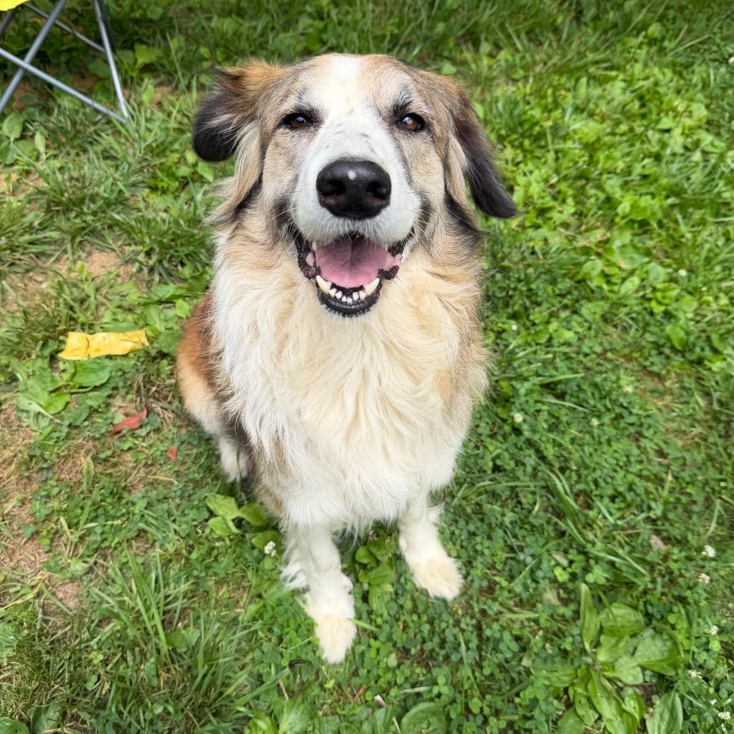 Dixie