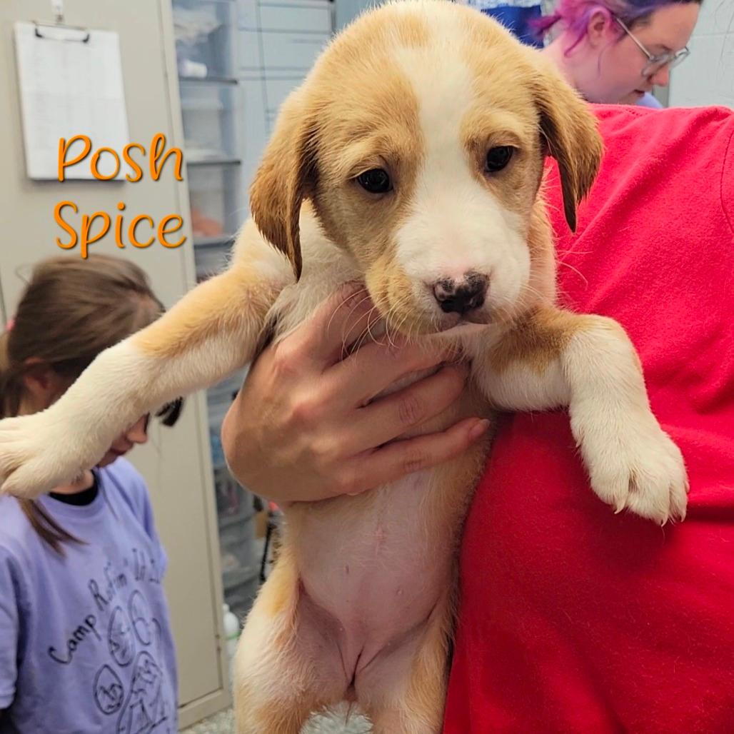 Posh Spice 