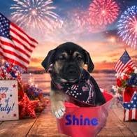 Shine