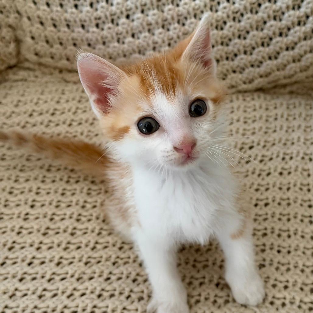 Harley