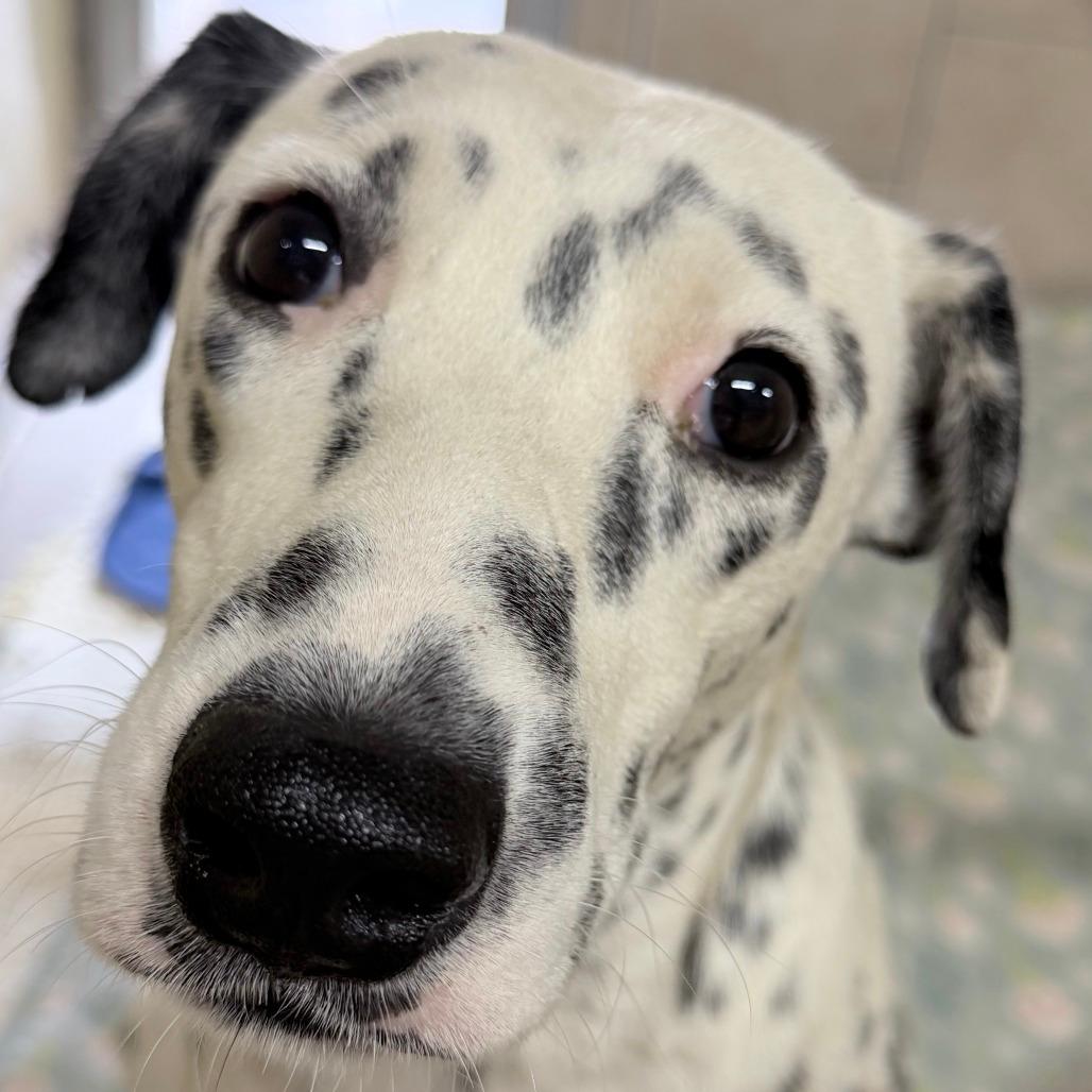 Daphne