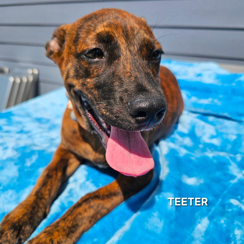 Teeter