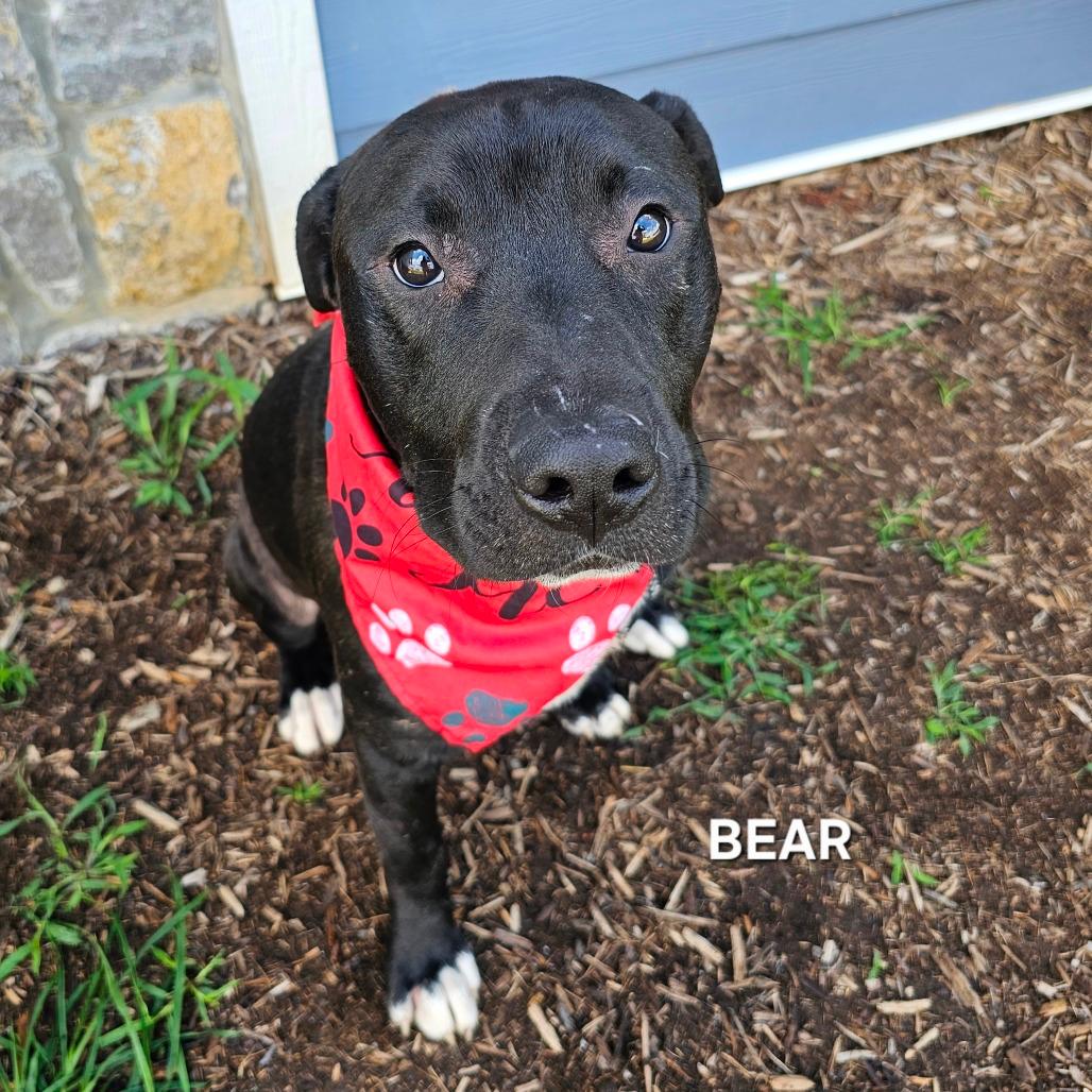 Bear