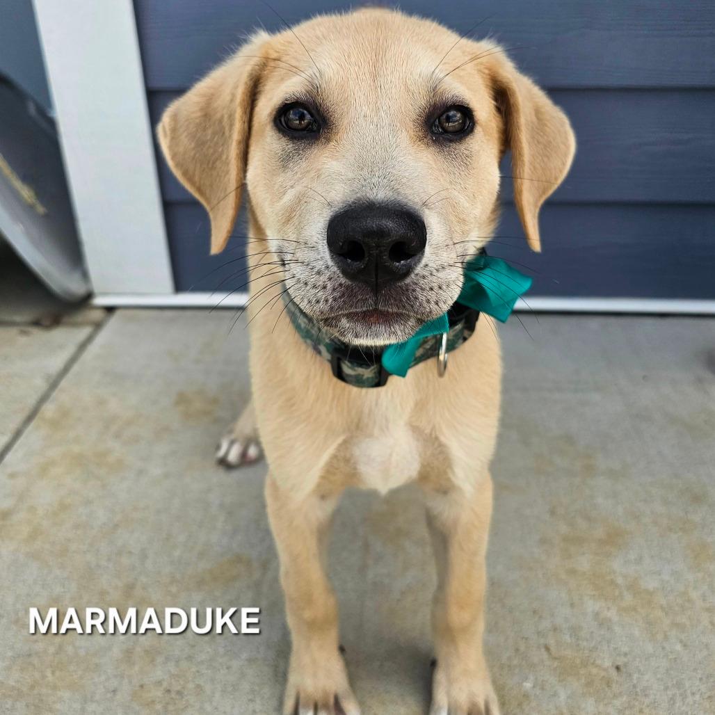 Marmaduke