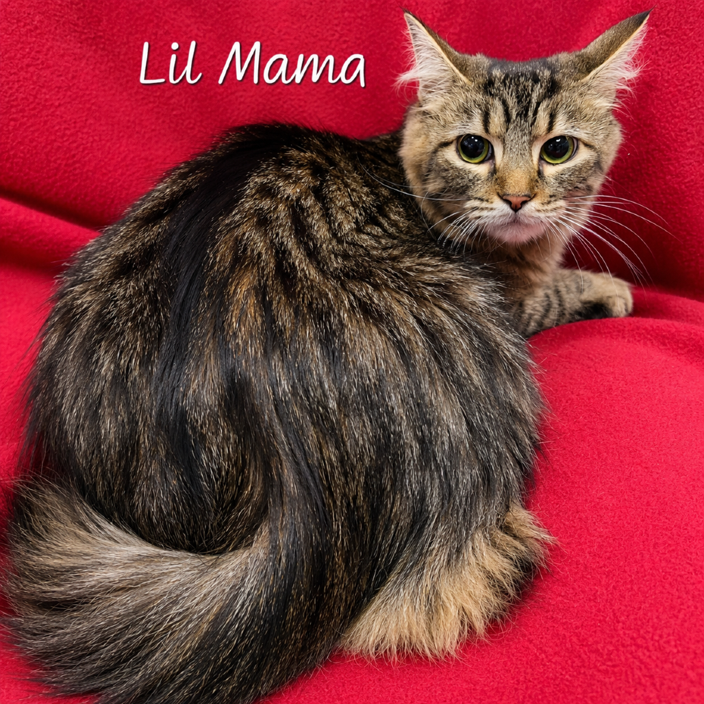 Lil Mama