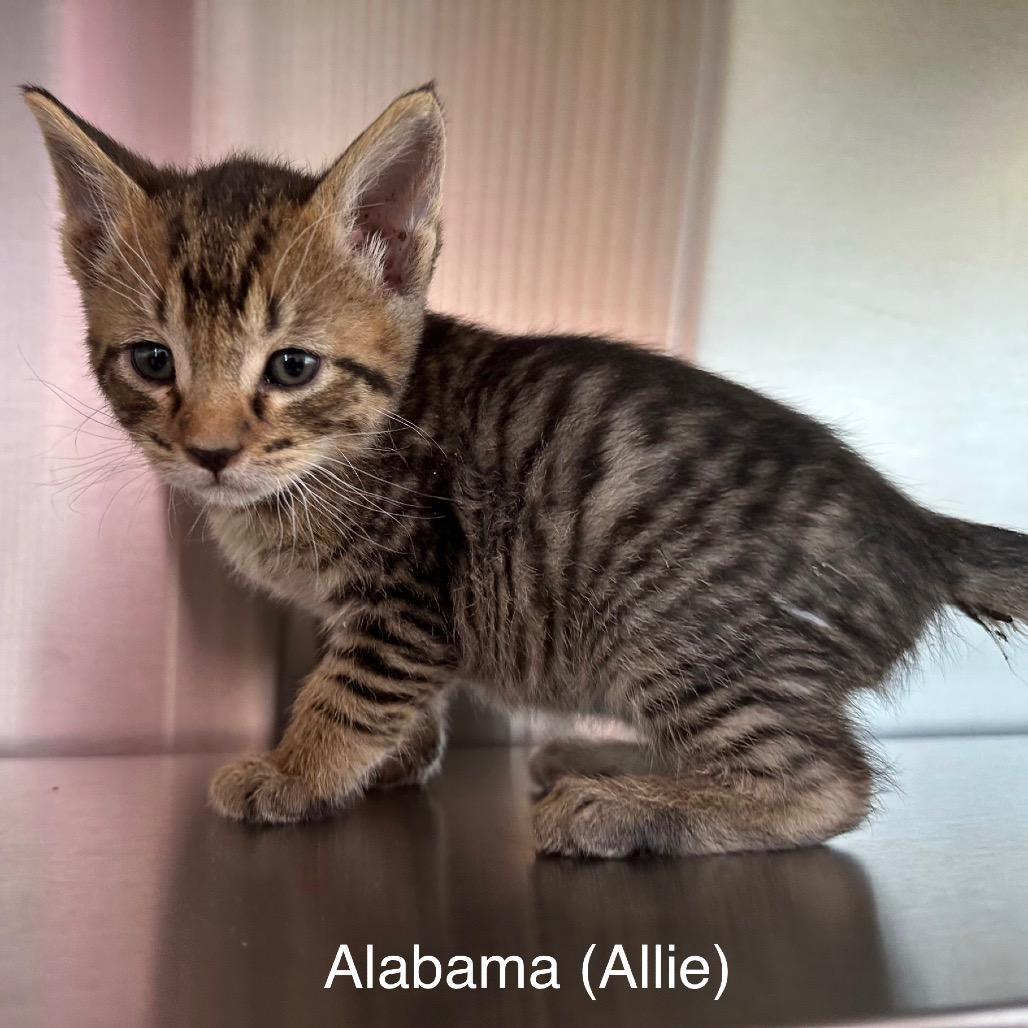 Alabama (Allie)