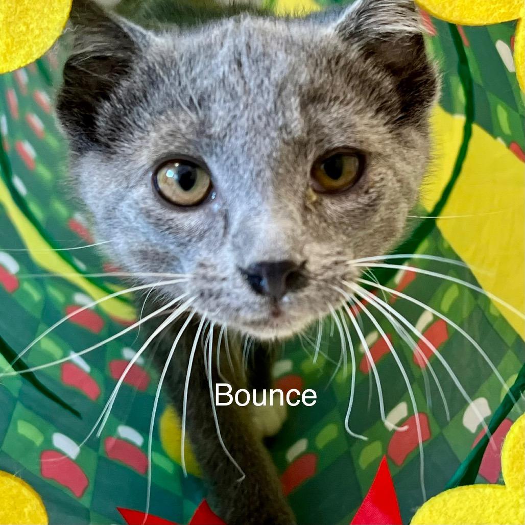 Bounce
