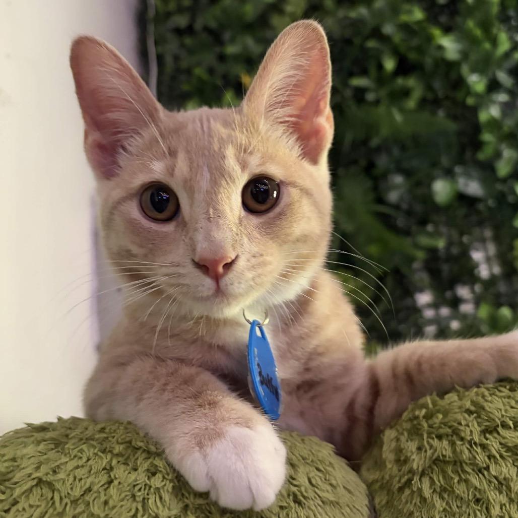 Buffy (cat café adoption)