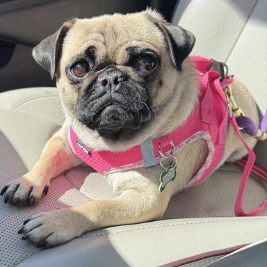 Gia