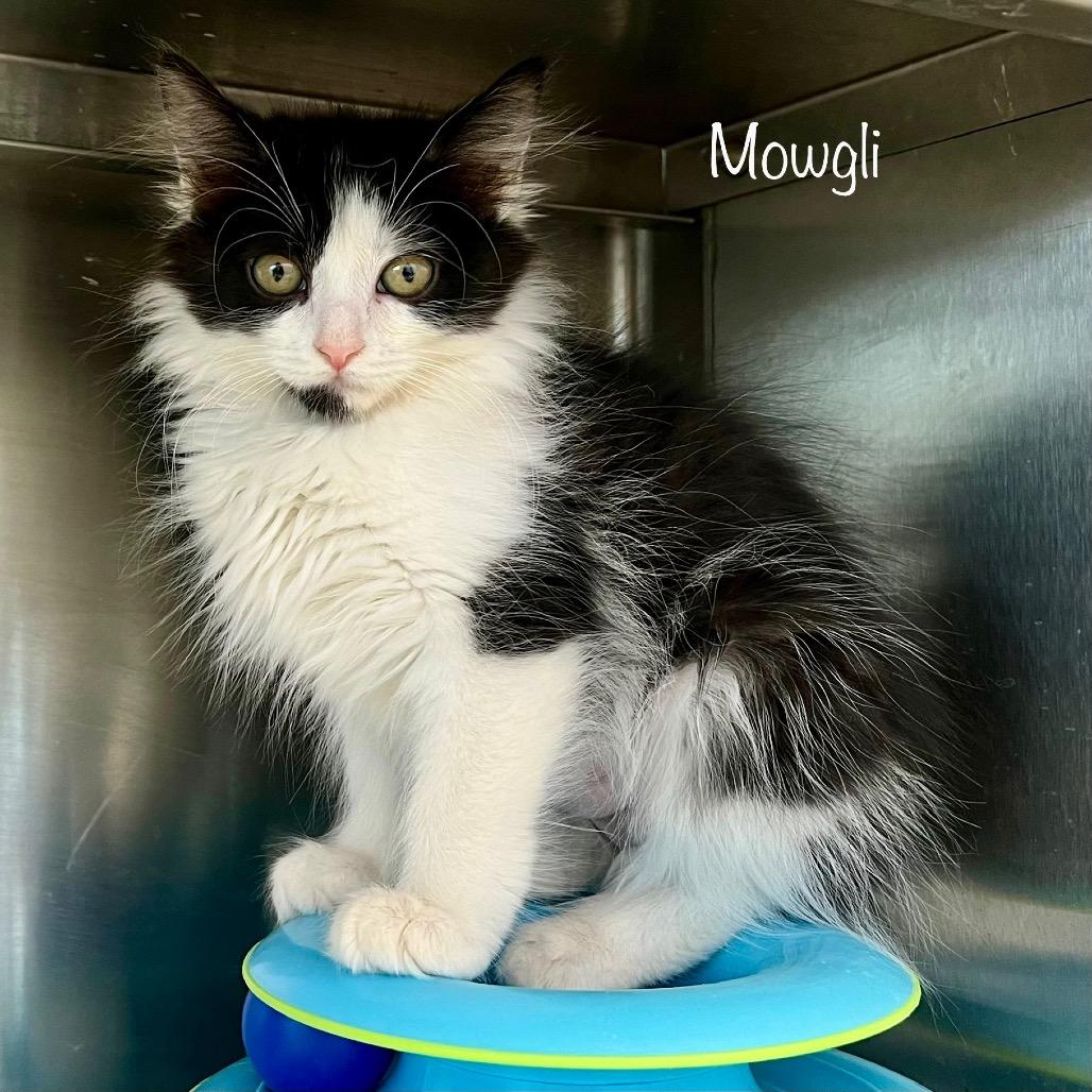 Mowgli