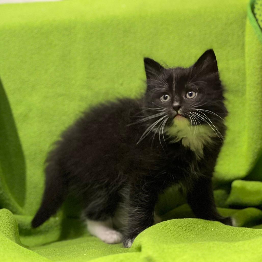 Sage-in foster