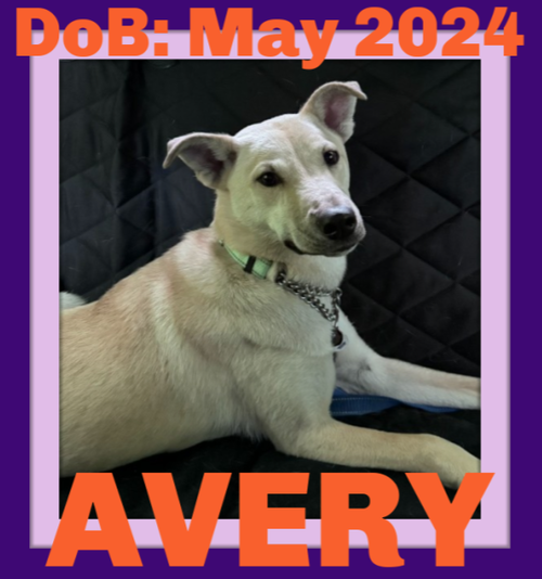 avery - $350