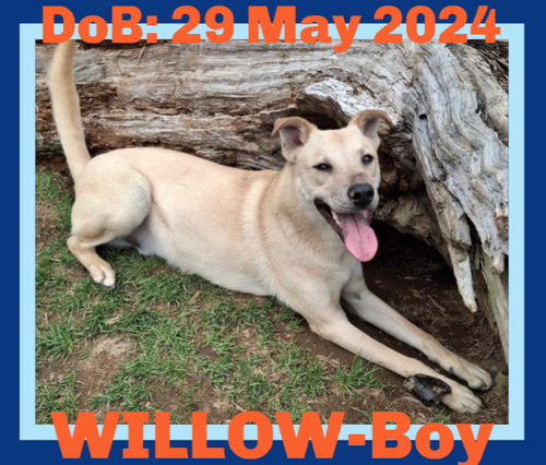 willow-boy - $350