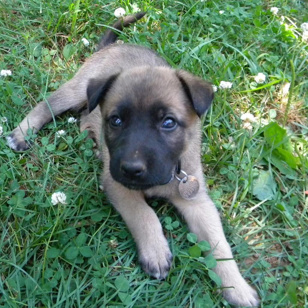 Arty (In Foster)