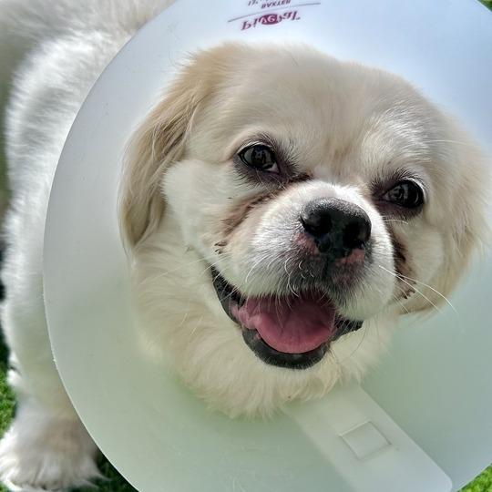 Snowball