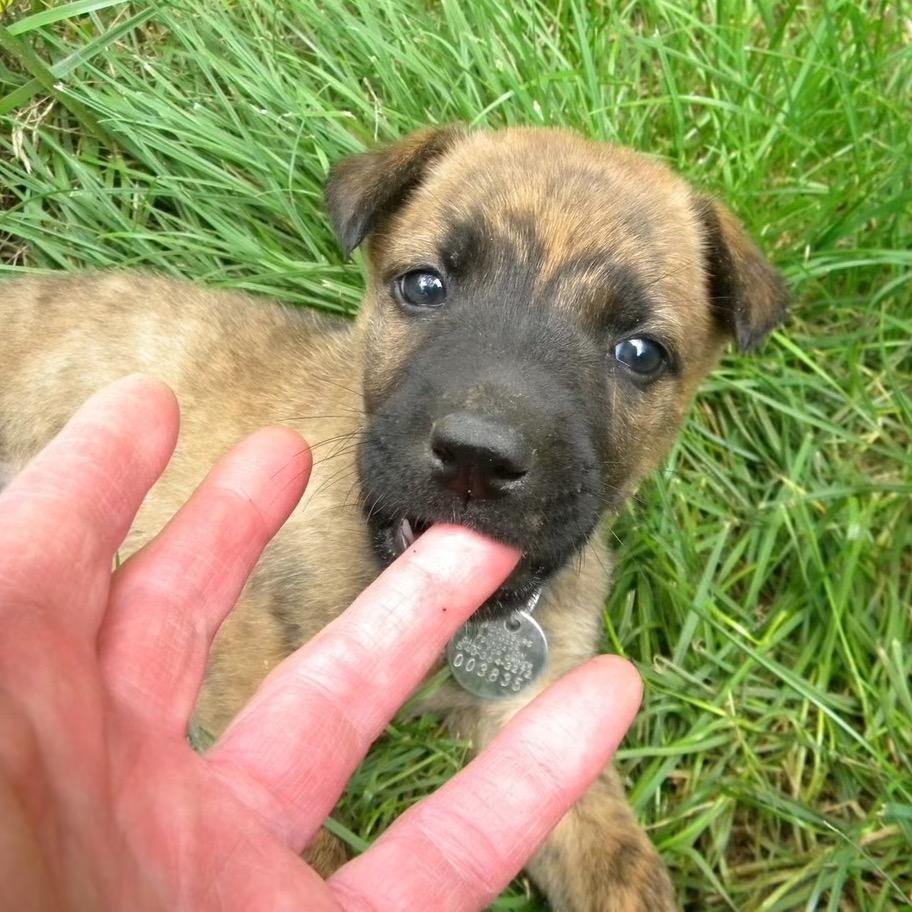 Abby (in Foster)