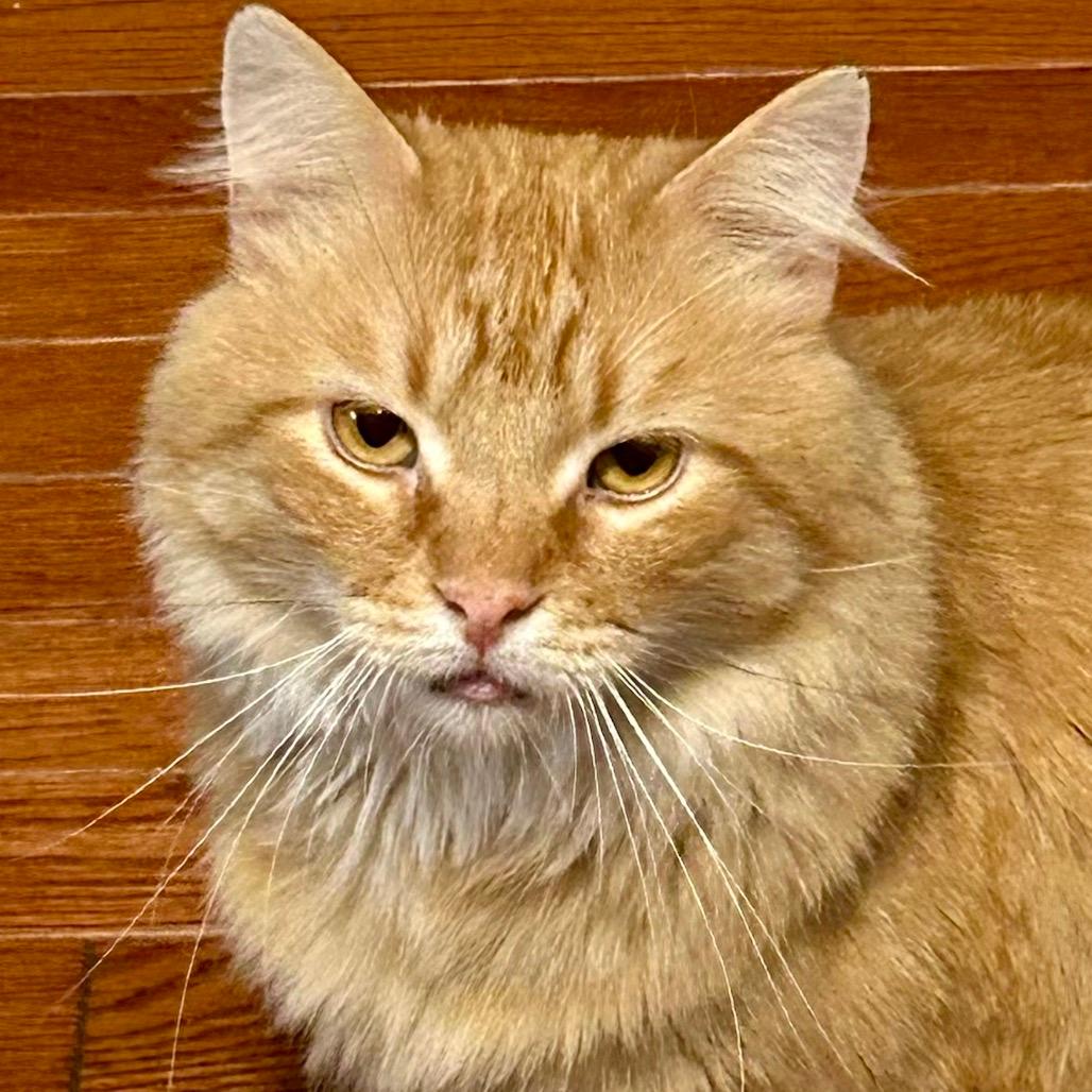 Sir Bleps-a-Lot