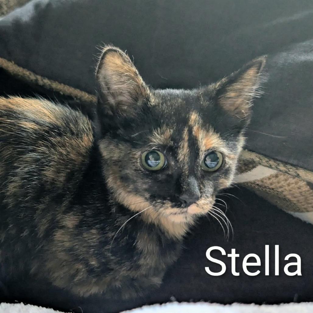 Stella