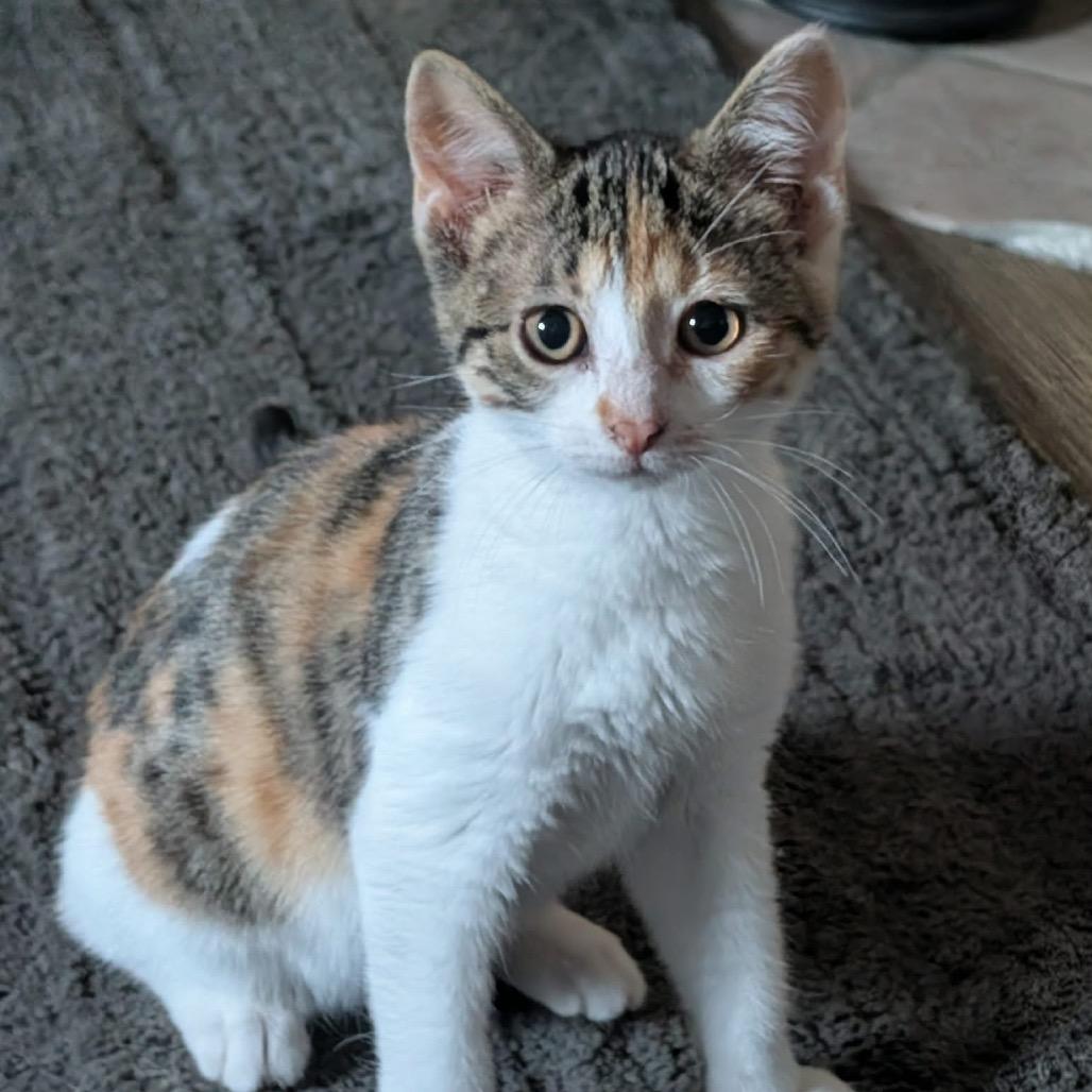 Elouise