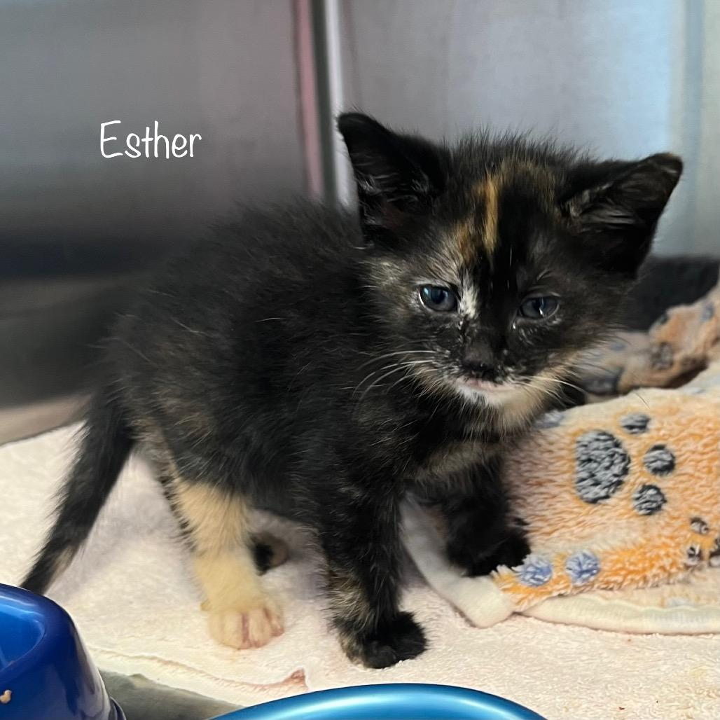Esther