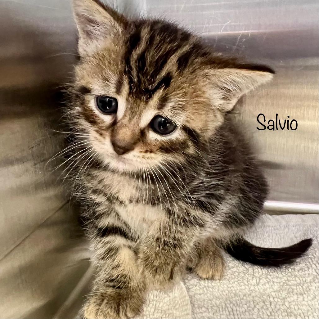 Salvio