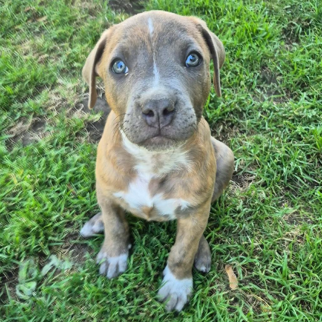 Louie