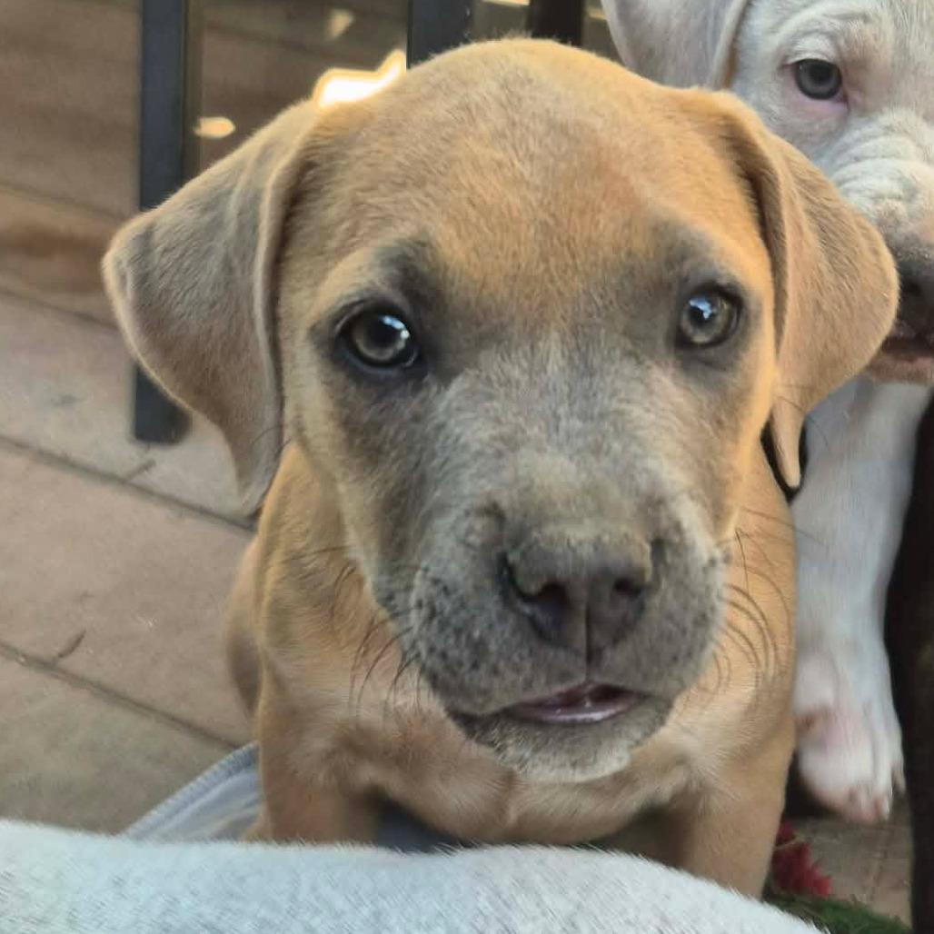 Lila