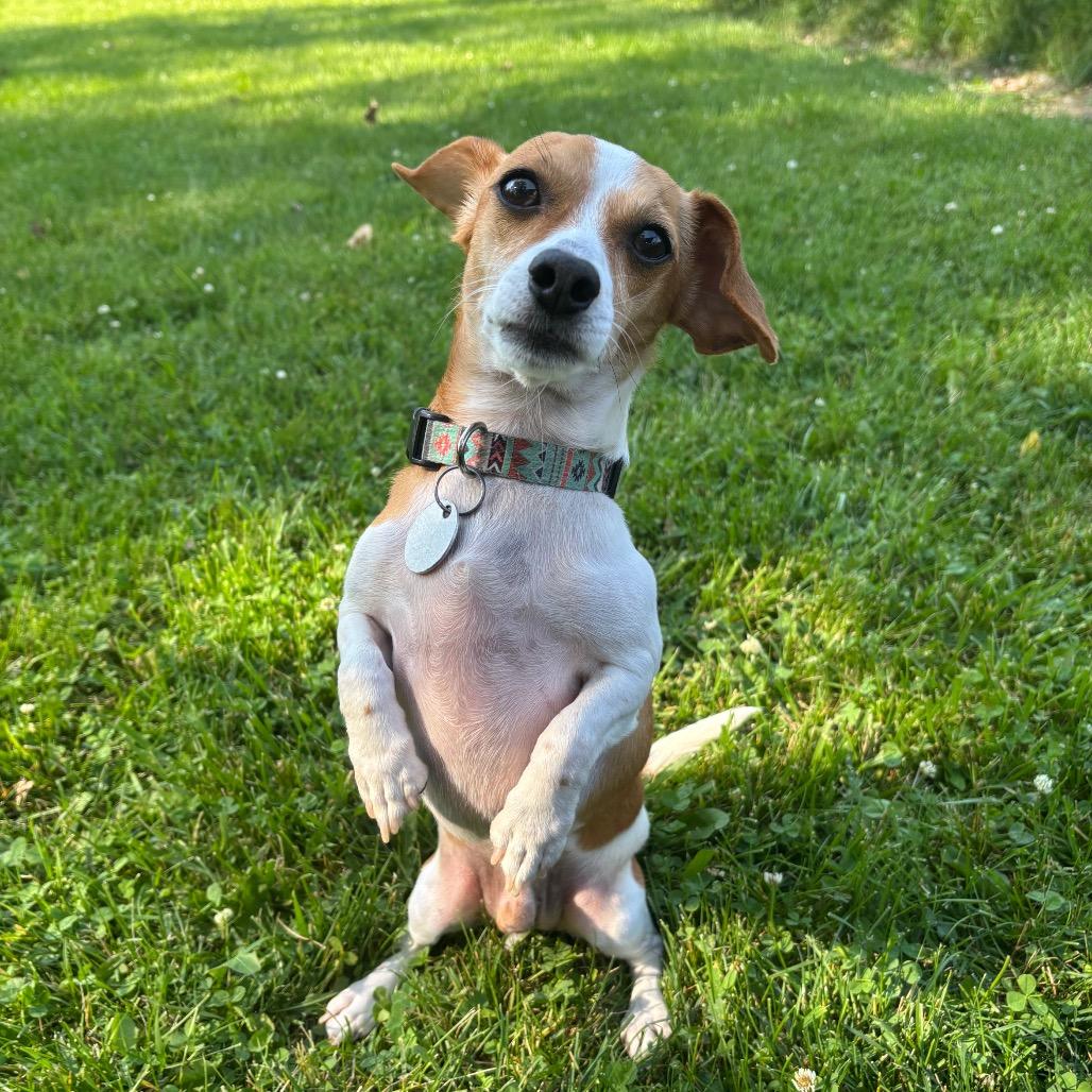 Gizmo