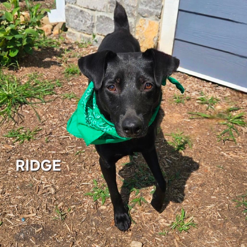 Ridge