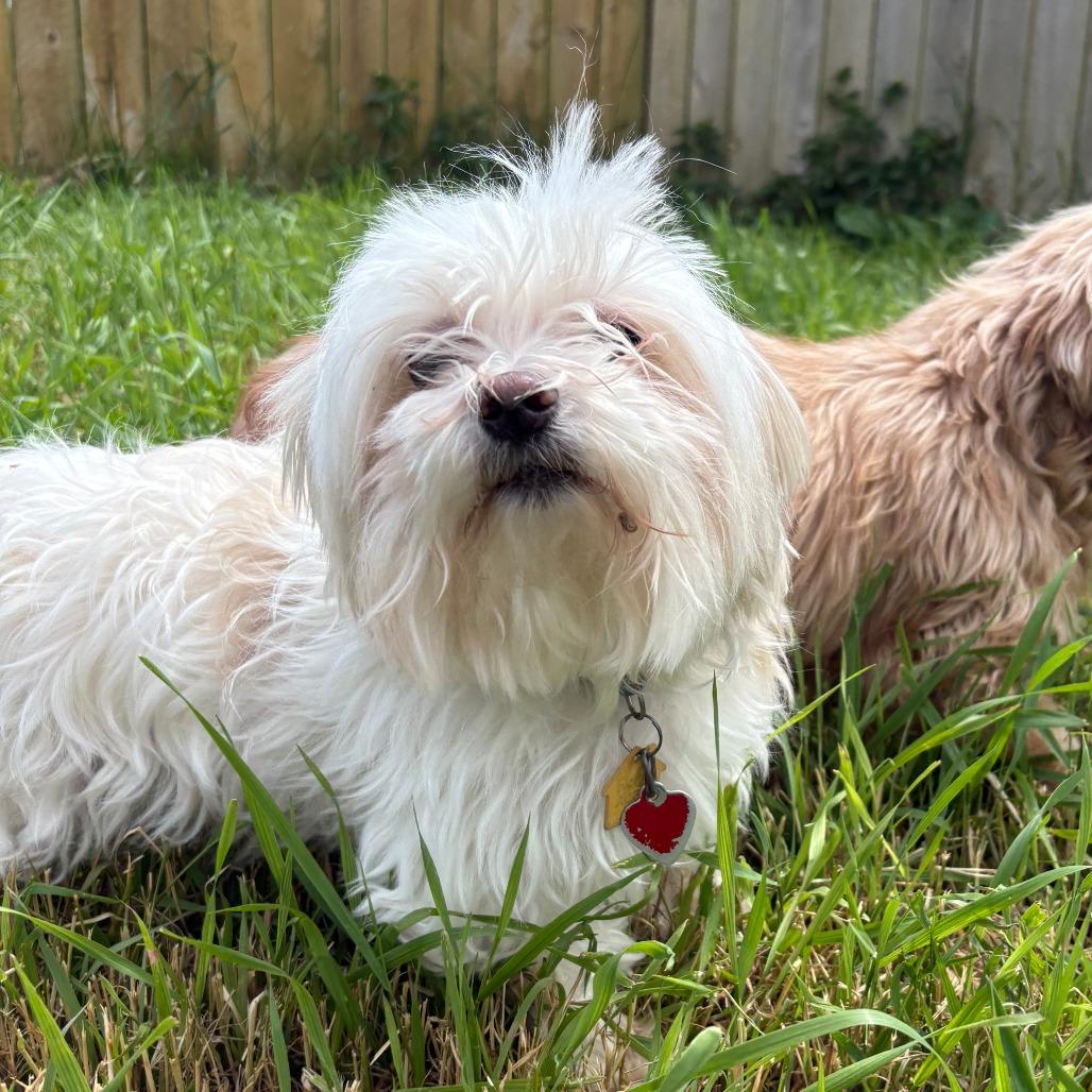 Angel (bonded to Max)
