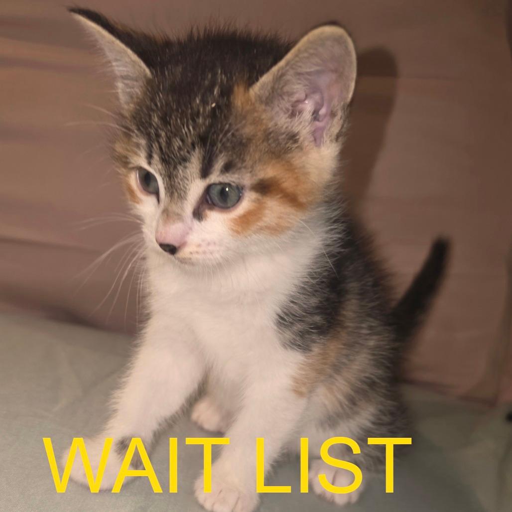 Mimeow