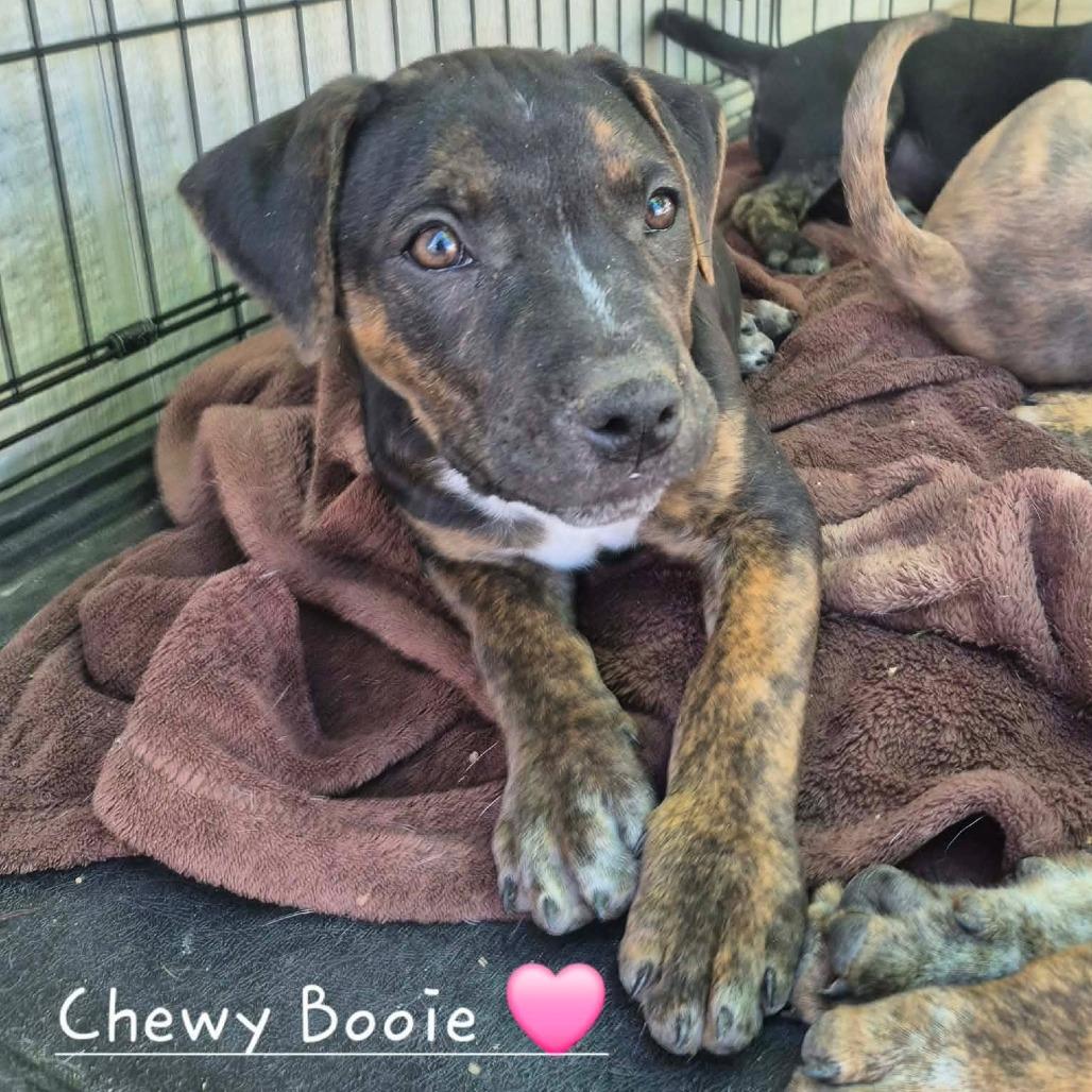  Chewy Booie