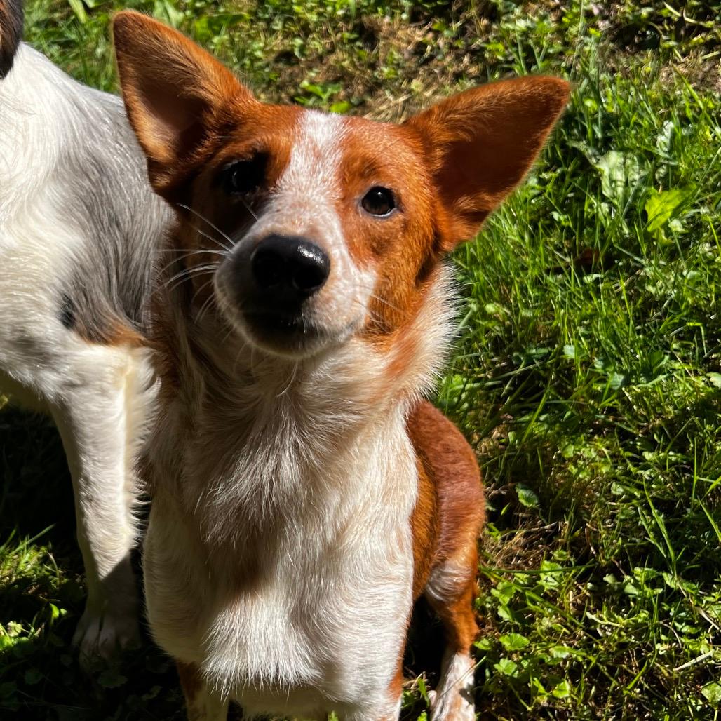Roo 