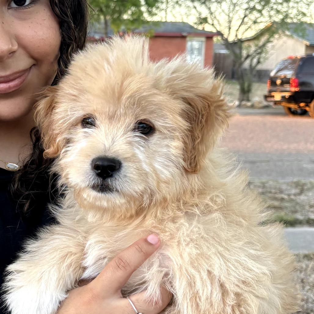 Teddy