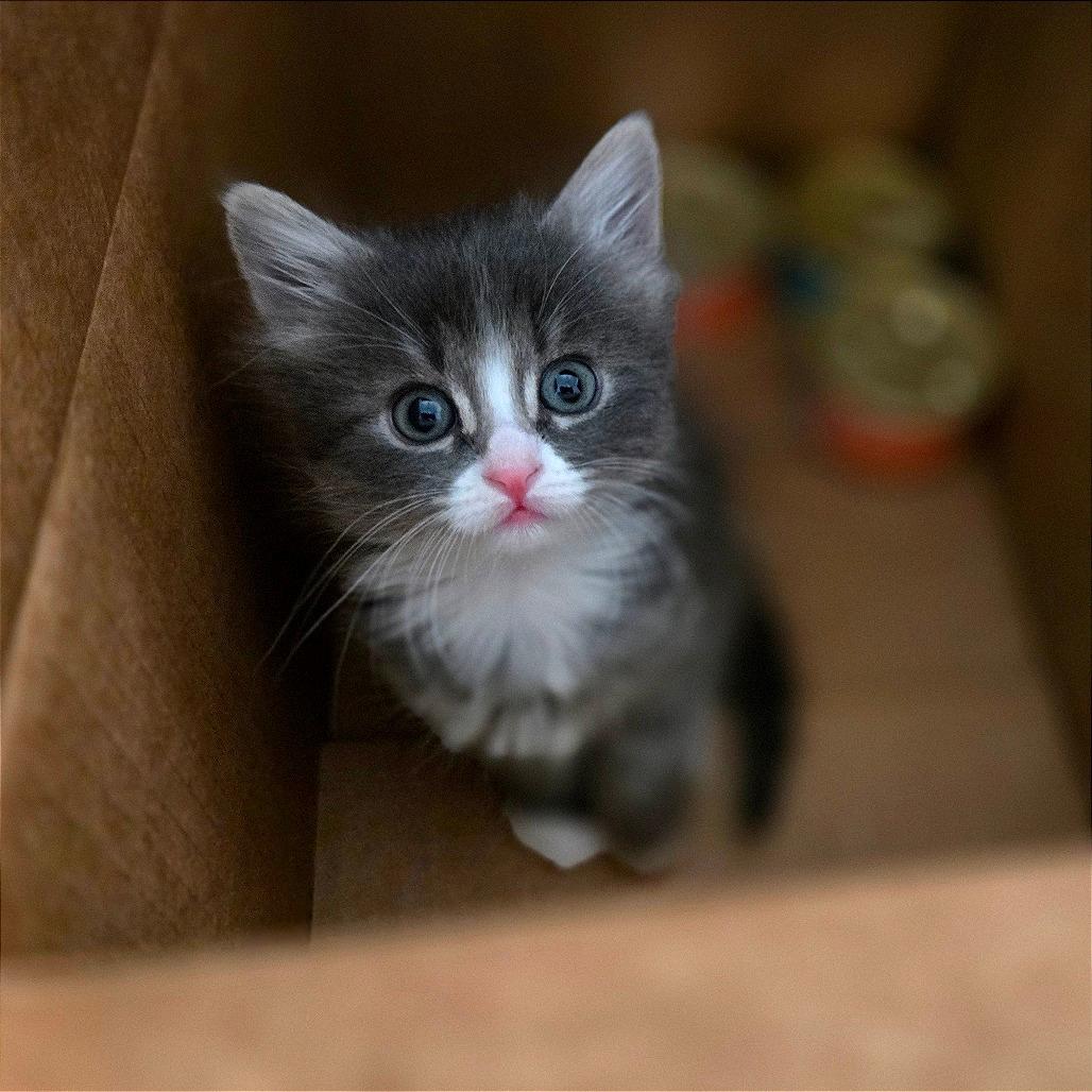 Rosie