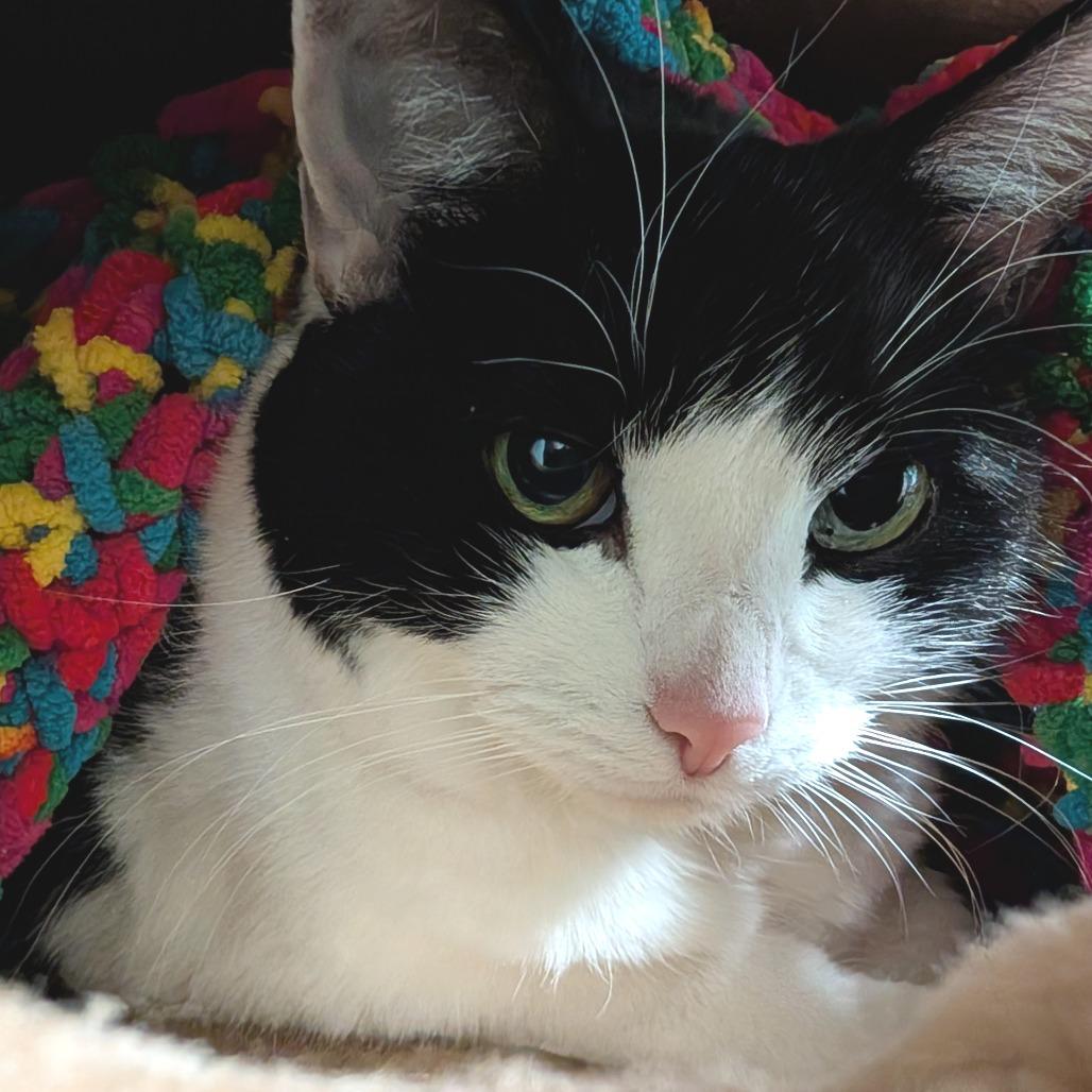 Kitten
