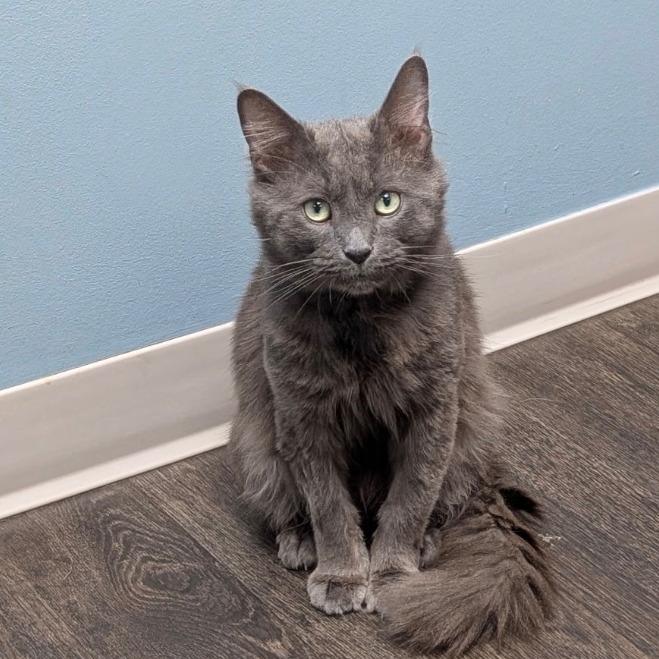 Felix @PAWZ pet cafe