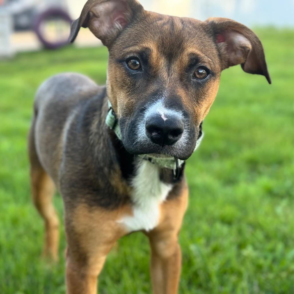Daisy Mae 