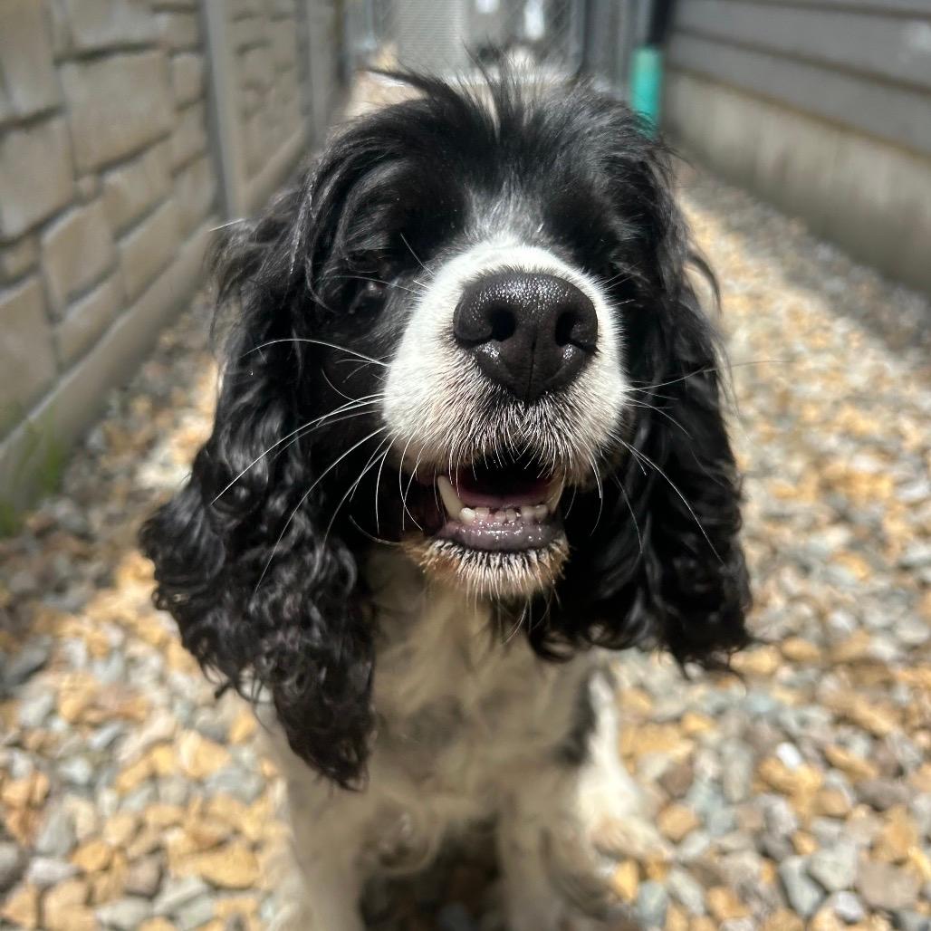 Shirley