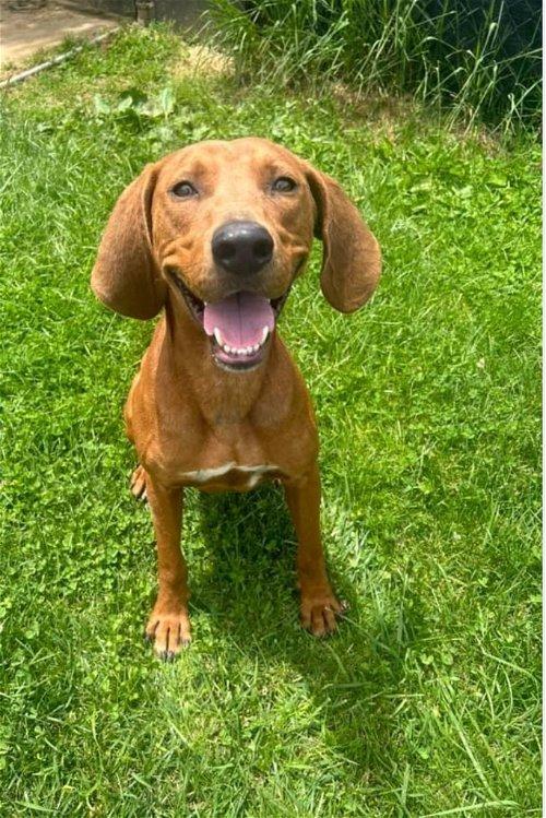 Adoptable Dogs & Puppies in Kingsport, TN