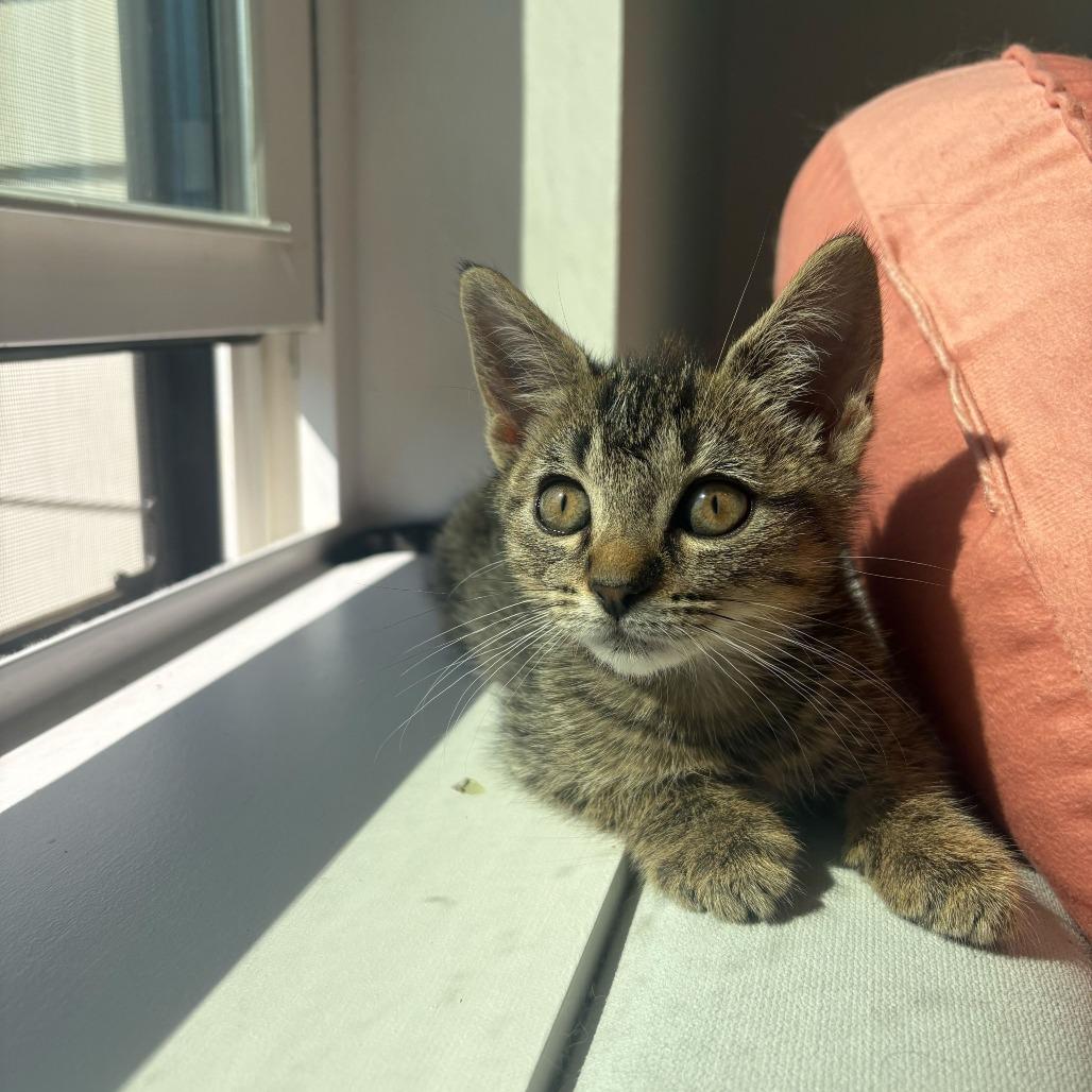 Perla (Cinderella)