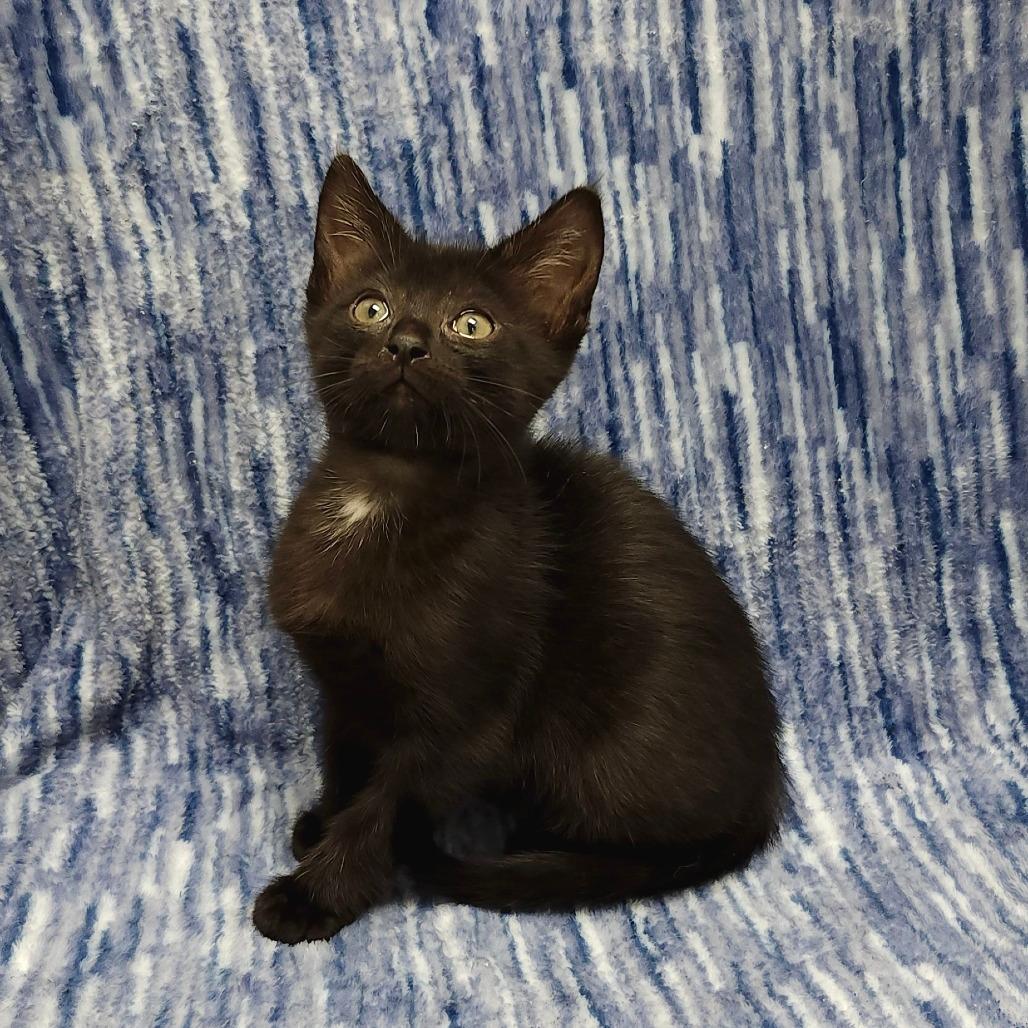 Gus