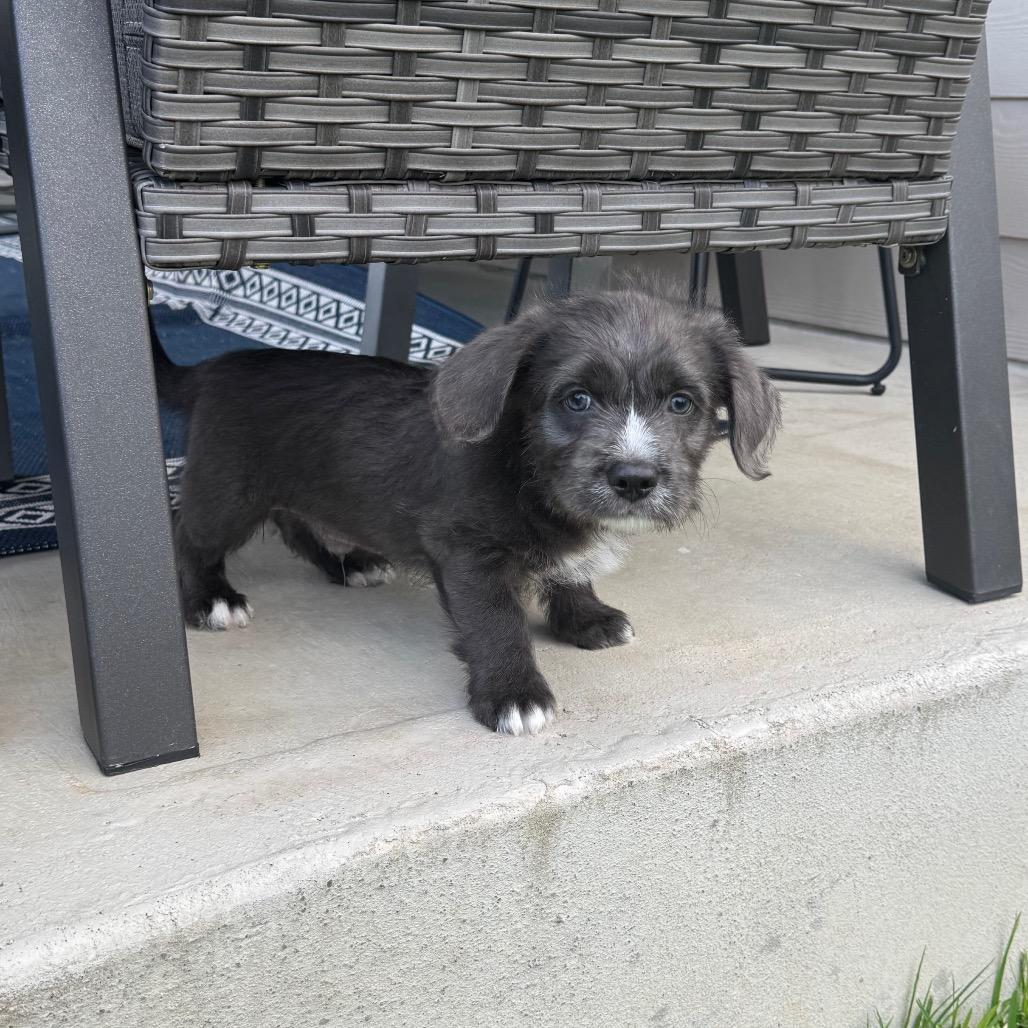 Ralphie 