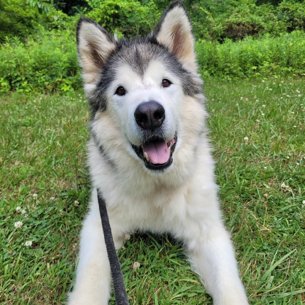Balto
