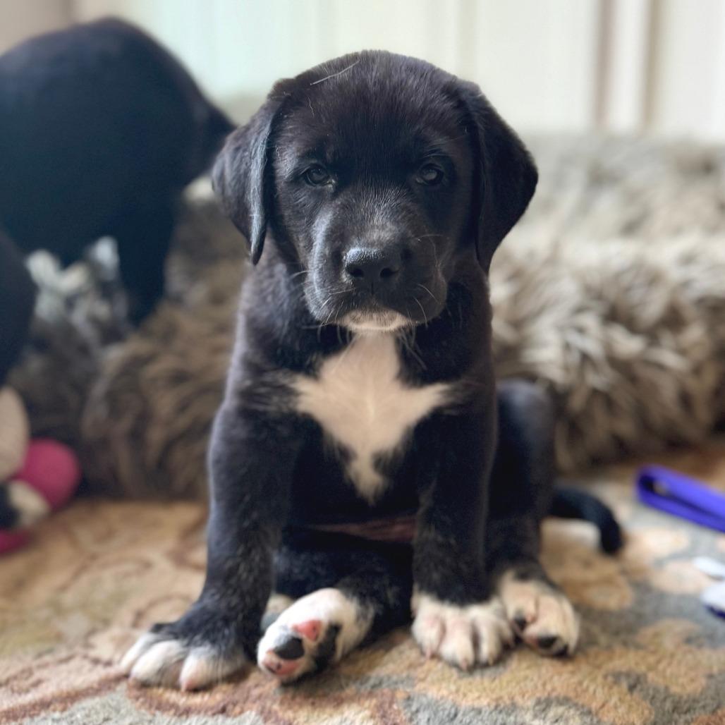 Amma Tatum Pup