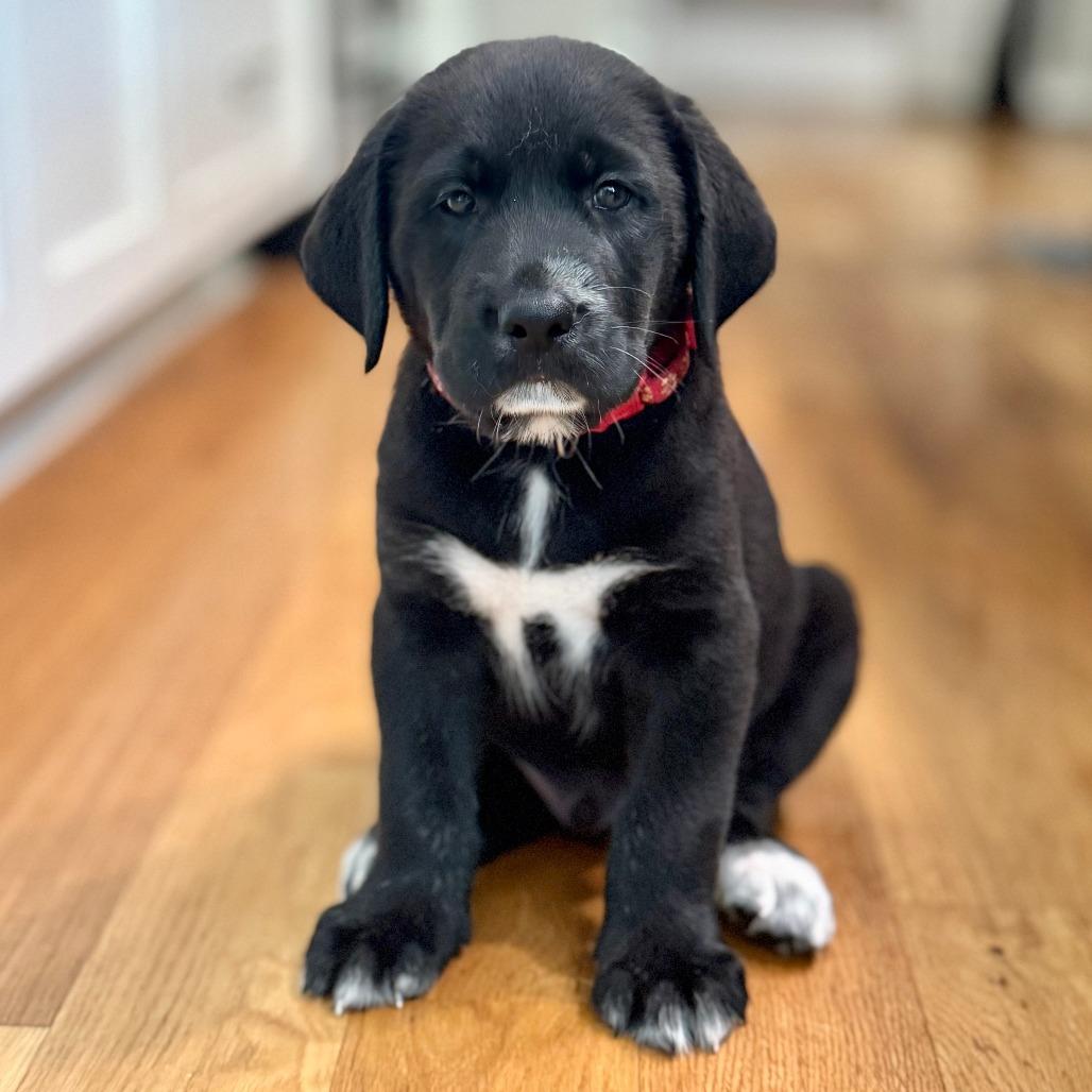 Mamo Tatum Pup