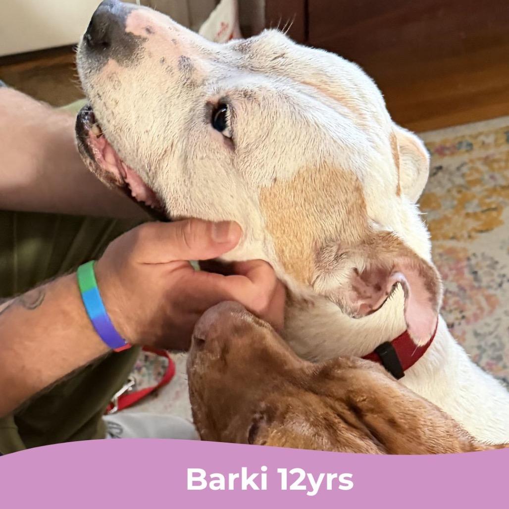 Barki