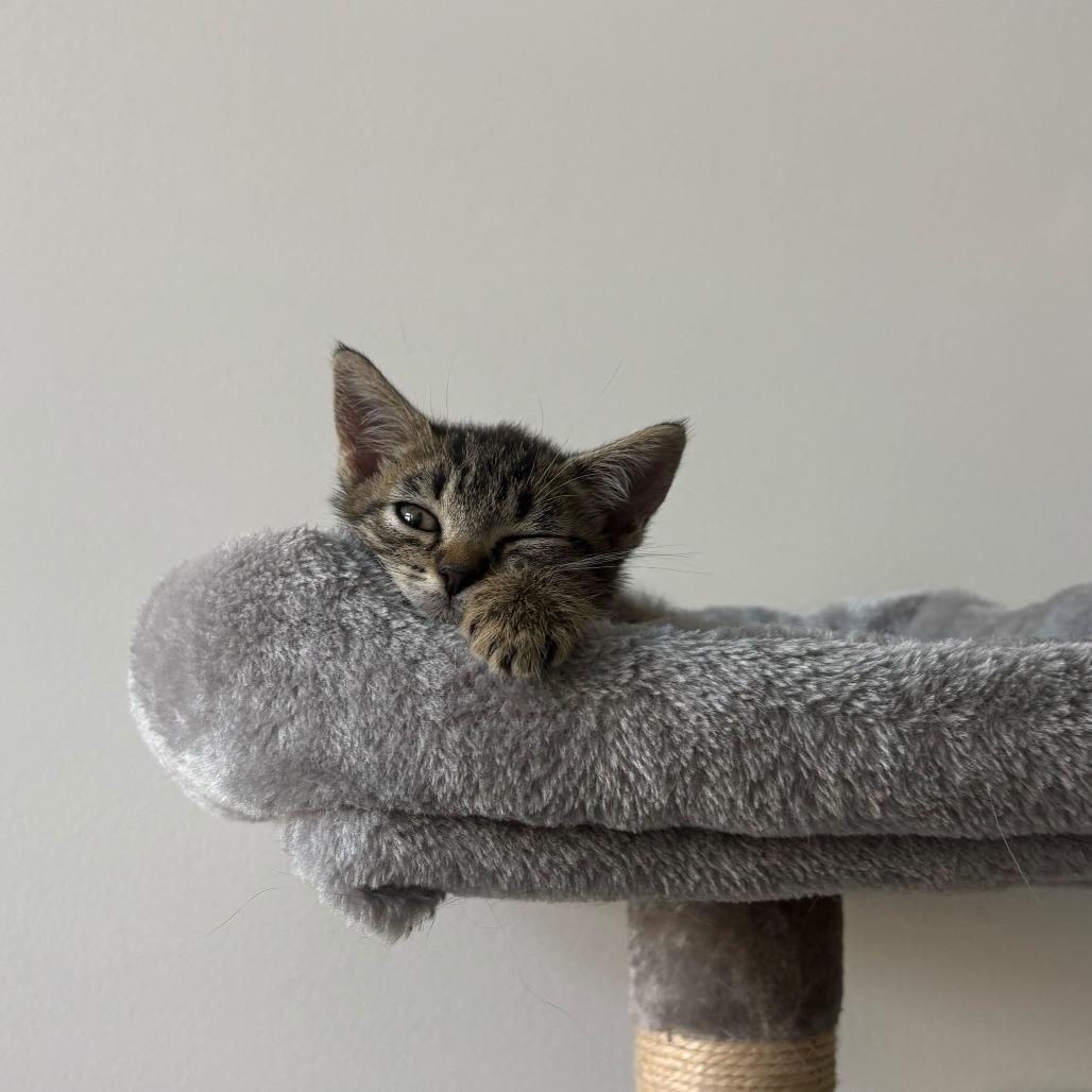 Perla (Cinderella)