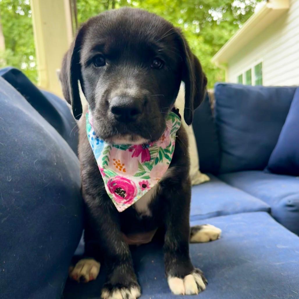 Nonna Tatum Pup