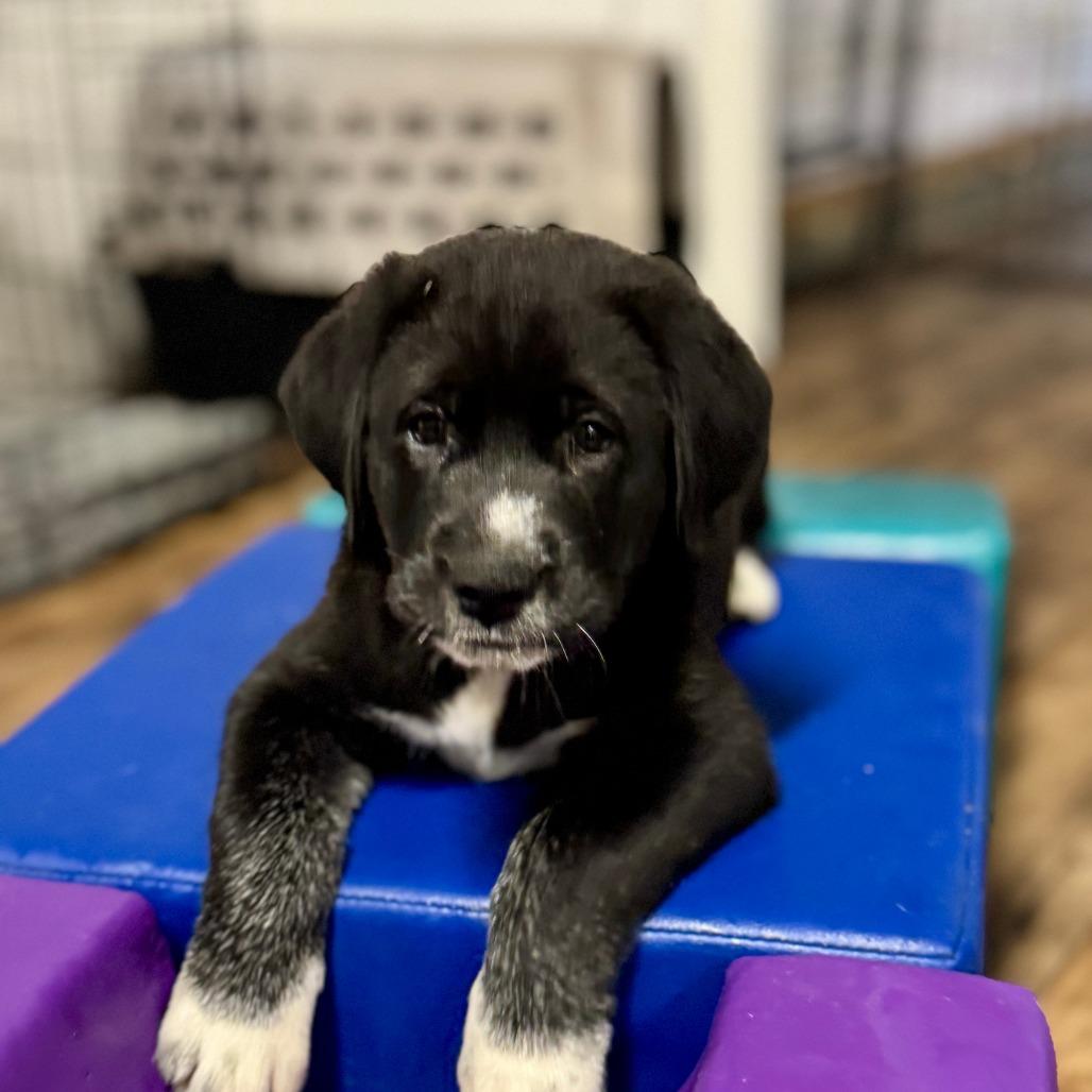 Mimi Tatum Pup